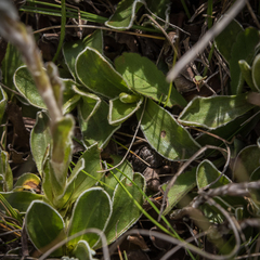 Helichrysum marginatum