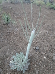 Caulanthus crassicaulis