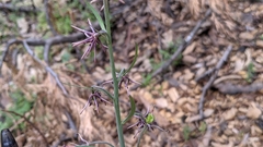 Fritillaria brandegeei
