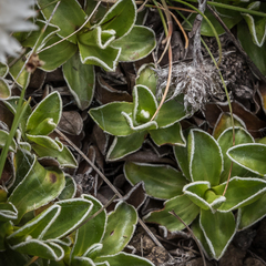Helichrysum marginatum