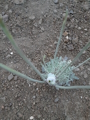 Caulanthus crassicaulis