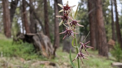 Fritillaria brandegeei