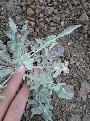 Caulanthus crassicaulis