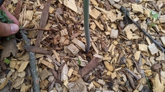 Fritillaria brandegeei