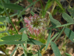 Trifolium ciliolatum