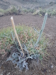 Caulanthus crassicaulis