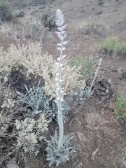 Caulanthus crassicaulis