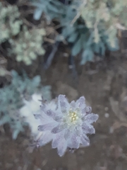 Caulanthus crassicaulis