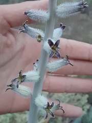 Caulanthus crassicaulis