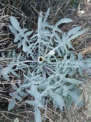 Caulanthus crassicaulis