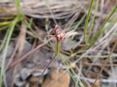 Eriochilus collinus collinus