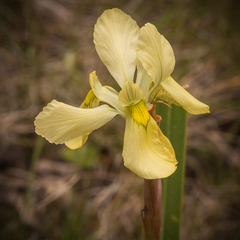 Moraea alticola
