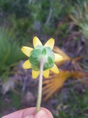 Berlandiera subacaulis