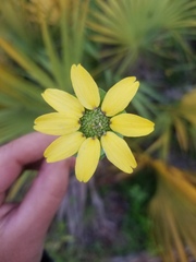 Berlandiera subacaulis