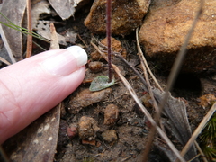 Eriochilus collinus collinus