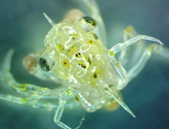 Glebocarcinus oregonensis