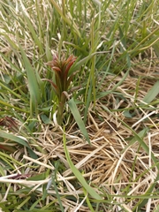 Chamaenerion angustifolium