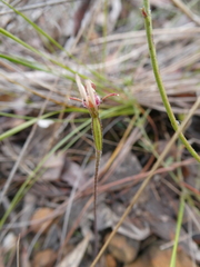Eriochilus collinus collinus