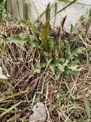 Rumex aquaticus