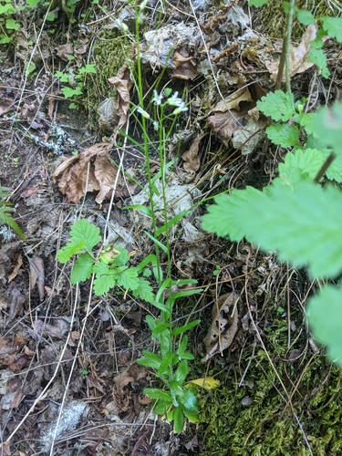 Image of Arabis eschscholtziana by no rights reserved