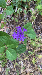 Dichelostemma multiflorum