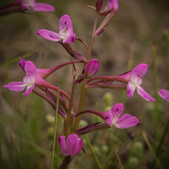 Disa oreophila