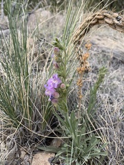 Penstemon jamesii