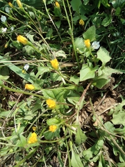 Lapsanastrum apogonoides