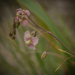 Heliophila rigidiuscula