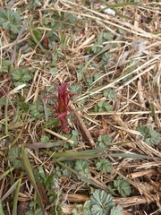 Chamaenerion angustifolium