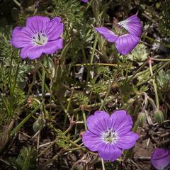 Geranium multisectum