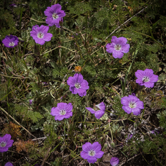 Geranium multisectum