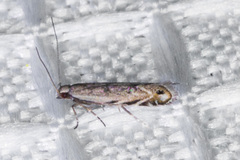 Battaristis concinnusella