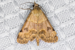 Hemeroplanis incusalis