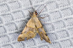 Hemeroplanis incusalis