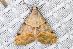 Hemeroplanis incusalis