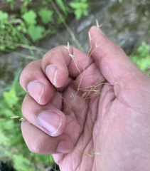 Poa autumnalis
