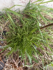 Taraxacum ceratophorum