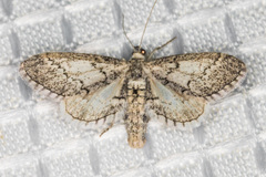 Glaucina erroraria
