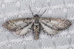Glaucina erroraria