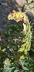 Corydalis ophiocarpa