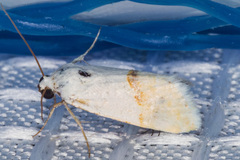 Ponometia elegantula