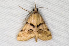 Hemeroplanis incusalis