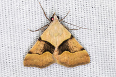 Hemeroplanis incusalis