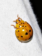 Harmonia vigintiduomaculata