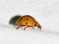 Harmonia vigintiduomaculata