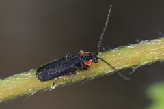 Cantharis tuberculata