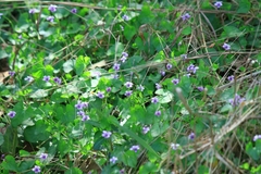 Viola hamiltoniana