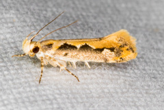 Ornativalva erubescens