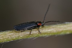 Cantharis tuberculata